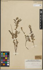 Foto von Salix repens L.
